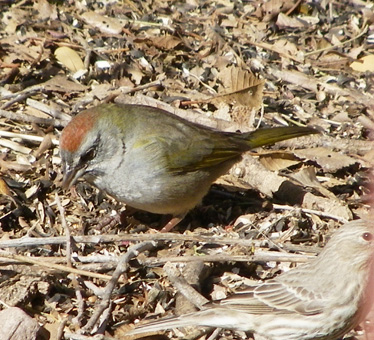 Green-tailed Towhee 1_6_2012